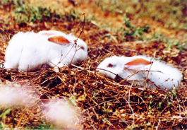 angora