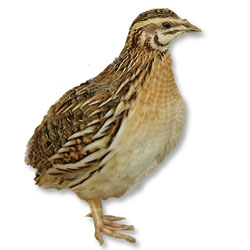 Quail