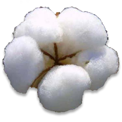 Cotton