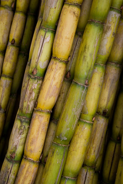 Sugarcane