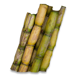 Sugarcane