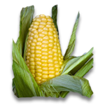 maize