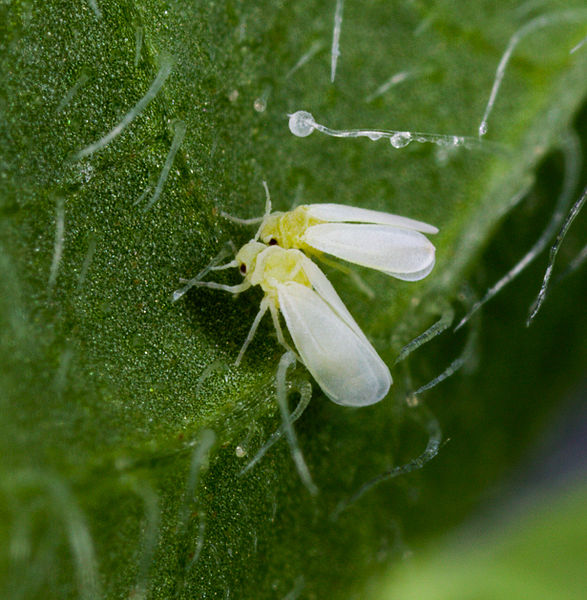 Responsive image