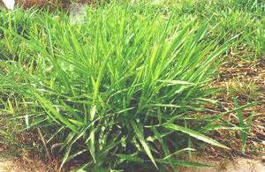 Brachiaria decumbens (Signal grass)