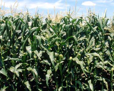 Zea mays (Maize) 