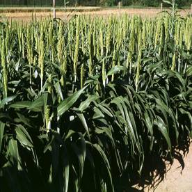 Sorghum bicolor (Jowar)