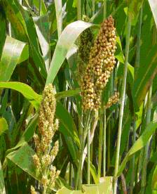 Sorghum bicolor (Jowar)