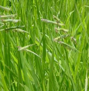 Brachiaria ruziziensis (Ruzi grass or Congo signal)