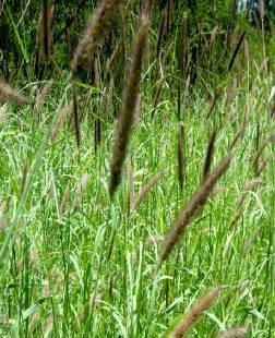 Cenchrus ciliaris (Buffel grass)