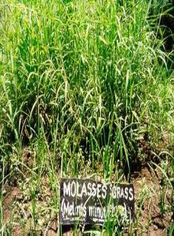 Melinis minutiflora (Molasses grass)