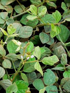 Calapogonium muconoides (Calapo)