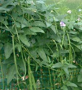 Vigna sinensis (Cowpea)