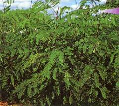 Leucaena leucocephala (Subabul)