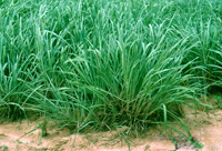 Andropogon gayanus (Gamba grass)