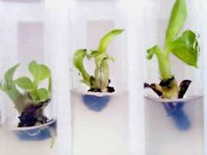 growing explants in medium