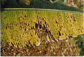 leaf with brown spots