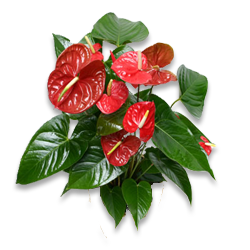 Anthurium