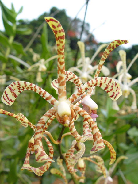 Arachnis