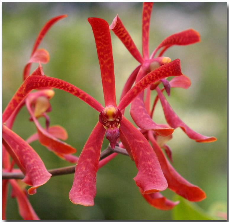 Aranthera