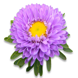 Aster