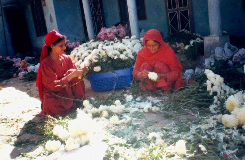 spray mums are generally harvested at the two thirds to three fourths 