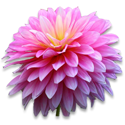 Chrysanthamum