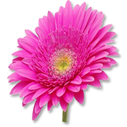 Gerbera