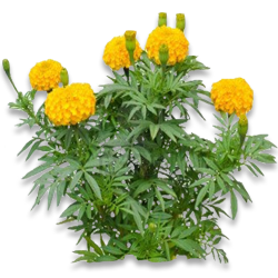 Marigold