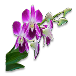 Orchid