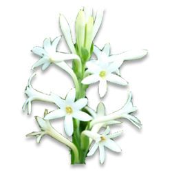 Tuberose