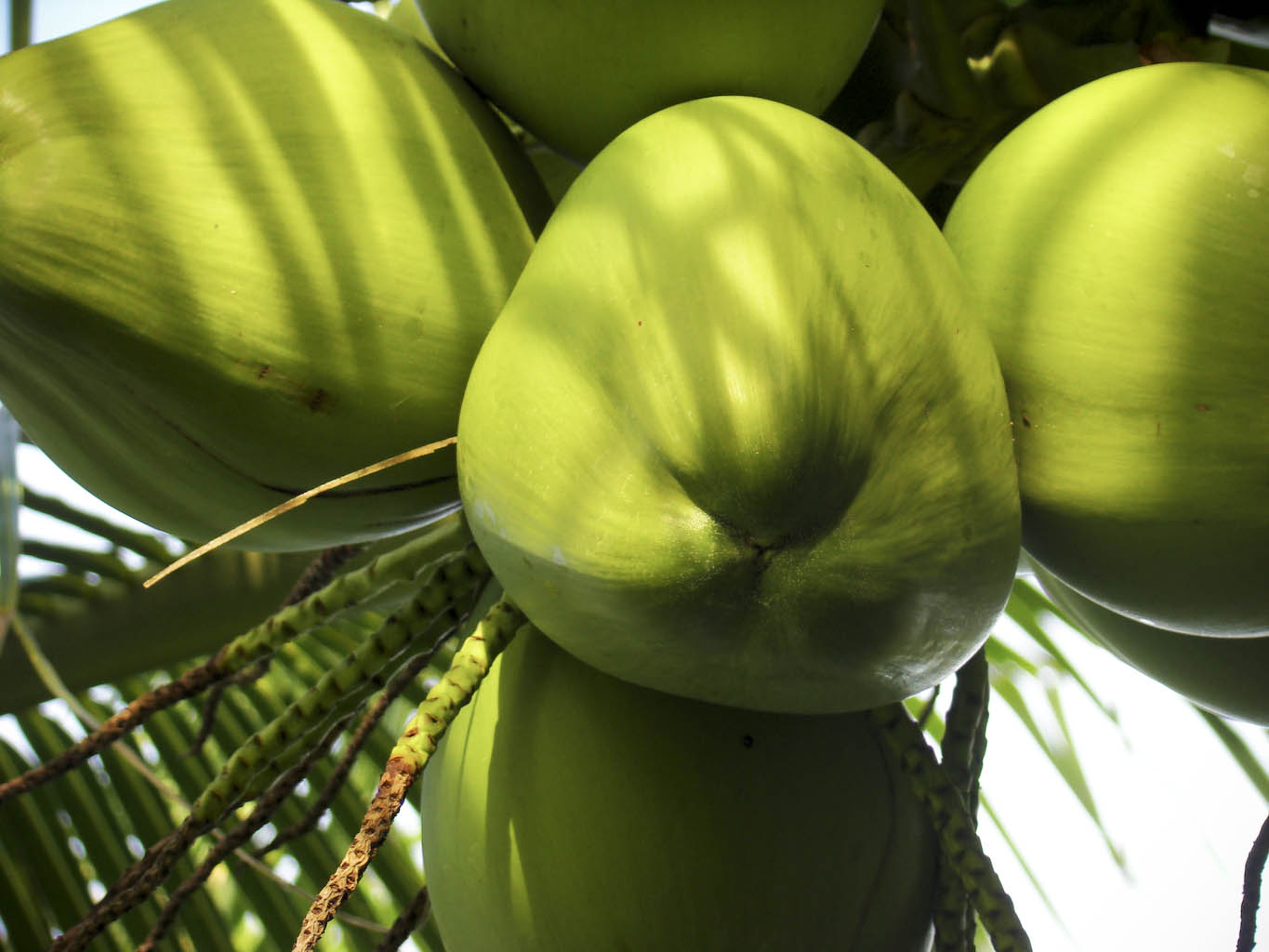 http://www.celkau.in/Crops/Plantation%20Crops/Coconut/images/coconut.jpg