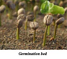 germinating seeds