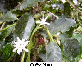 coffee flowers