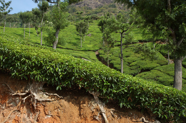 tea estate