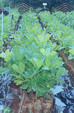 seedlings