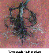 nematode infestation