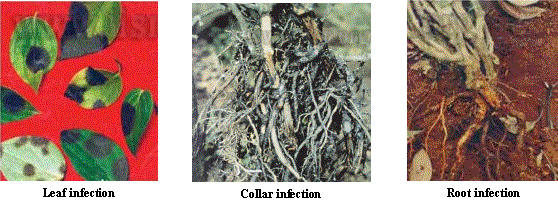 leaf collar root infection