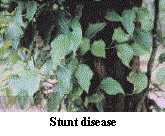 stunt disease