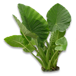 Colocasia