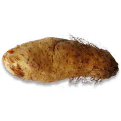 Lesser Yam