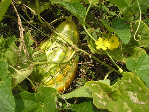 Cucumis melo var. conomon