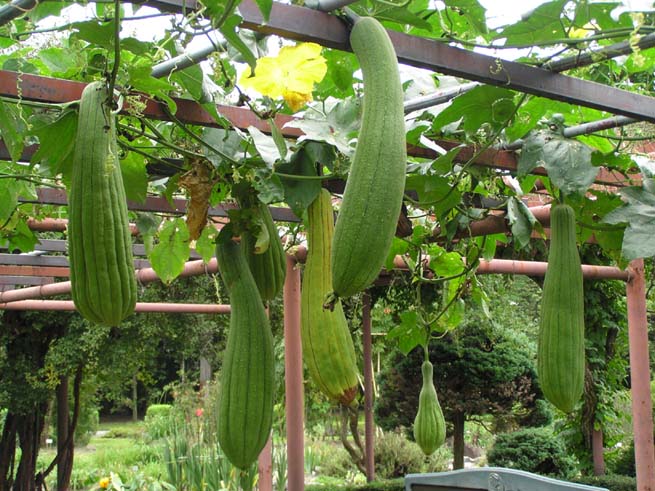 Smooth gourd