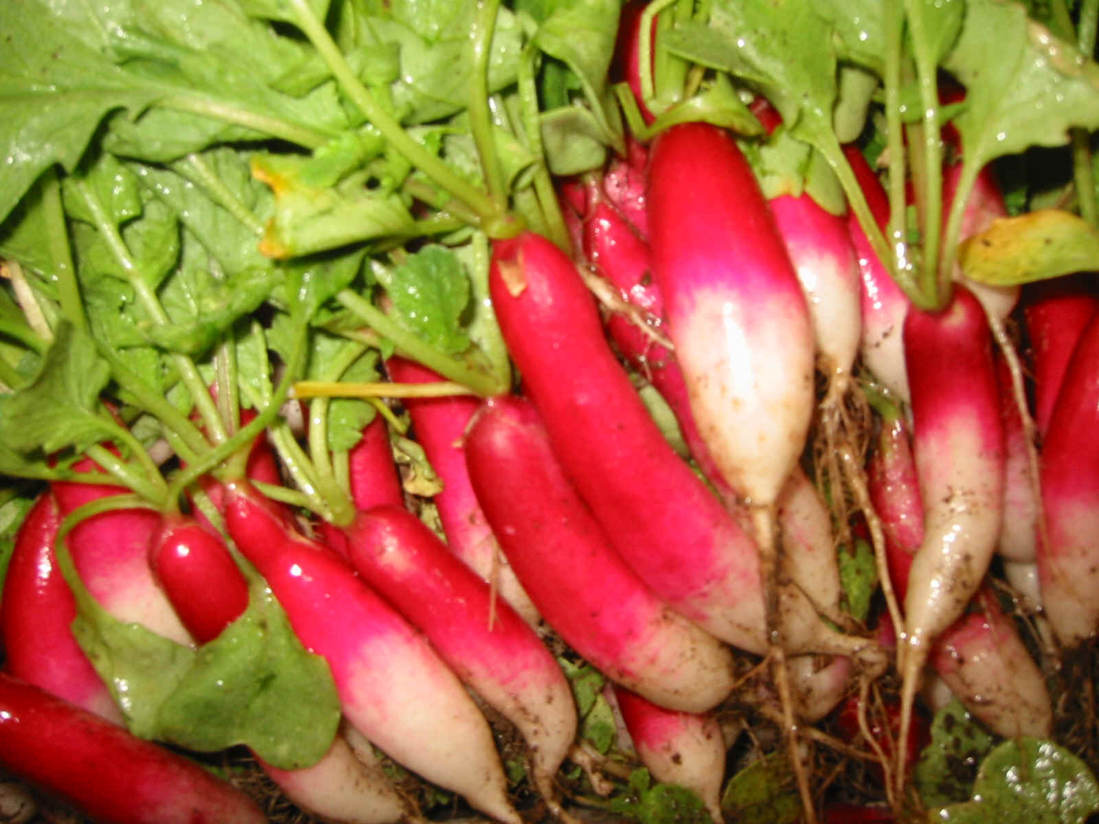 Radish red