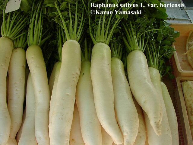 Radish white