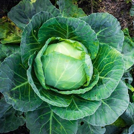 Vegetables