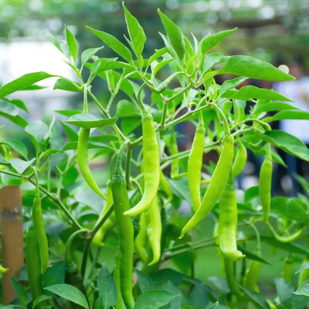 Vegetables