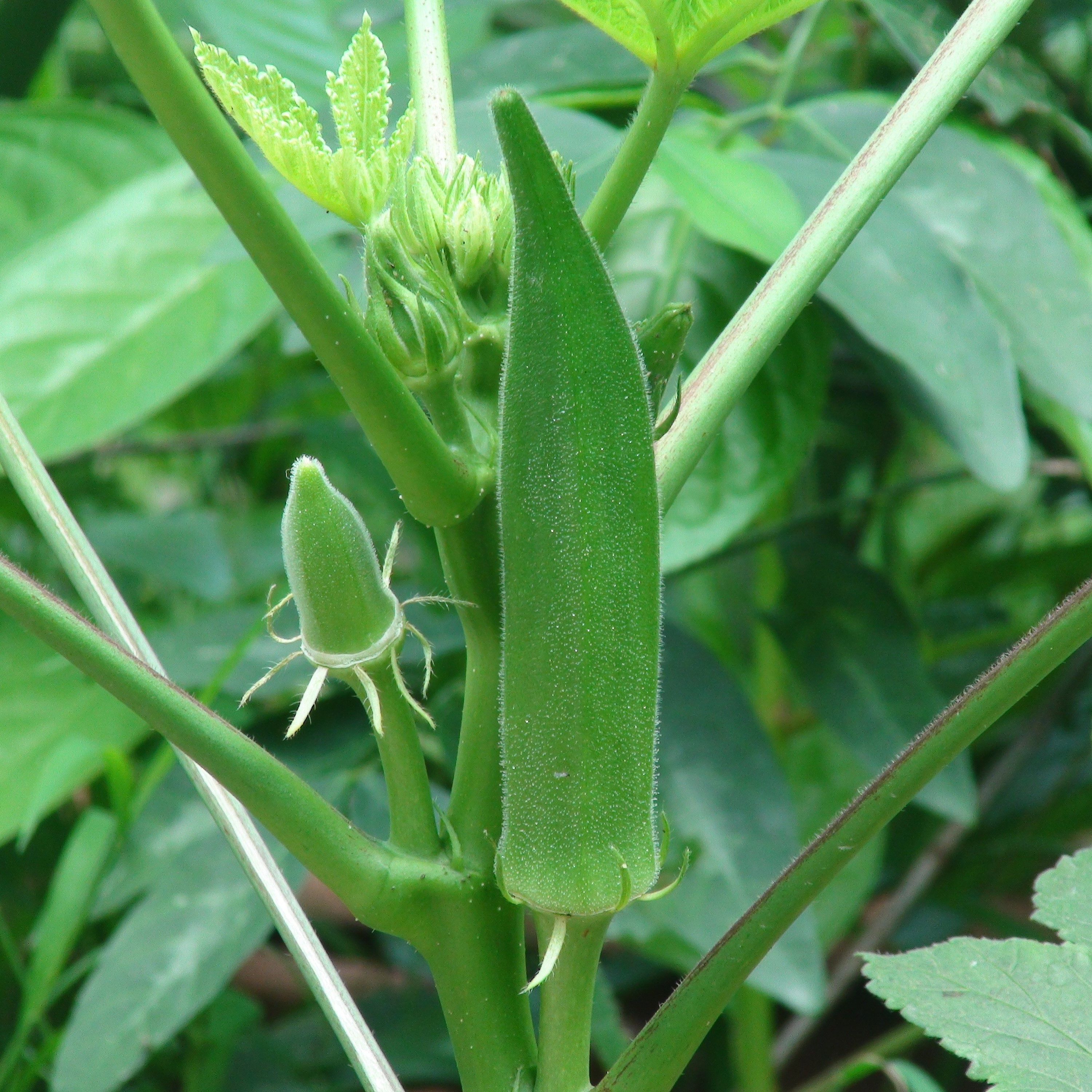 Vegetables