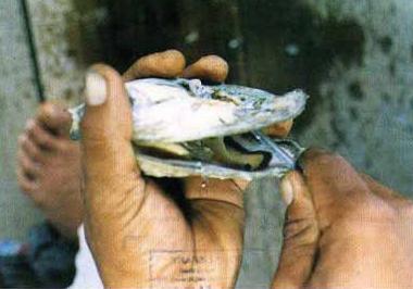 shucking
