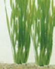 vallisneria