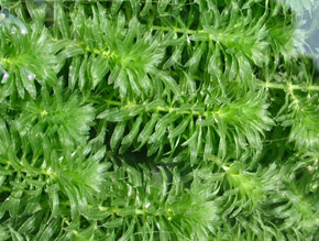 hydrilla